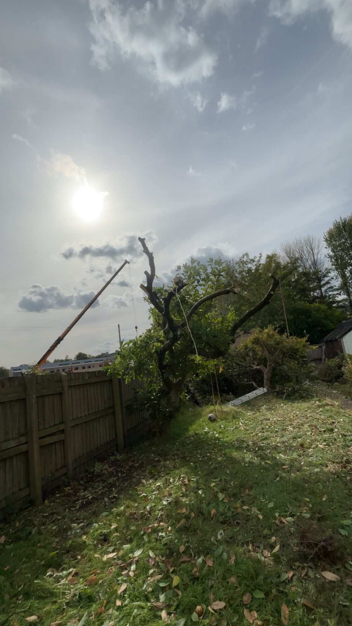 Home tree surgeon